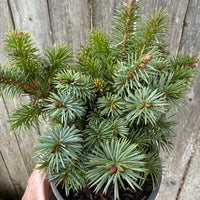 Papoose Sitka Dwarf Spruce - Picea sitchensis 'Papoose'