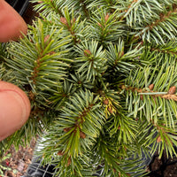 Papoose Sitka Dwarf Spruce - Picea sitchensis 'Papoose'
