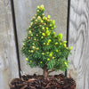 Pixie Dust Dwarf Alberta Spruce  - Picea glauca 'Pixie Dust'
