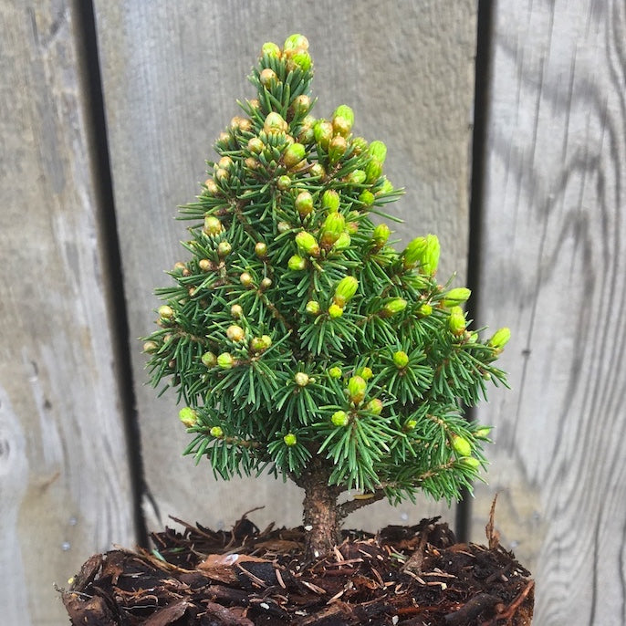 Pixie Dust Dwarf Alberta Spruce  - Picea glauca 'Pixie Dust'