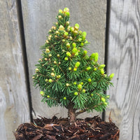 Pixie Dust Dwarf Alberta Spruce  - Picea glauca 'Pixie Dust'