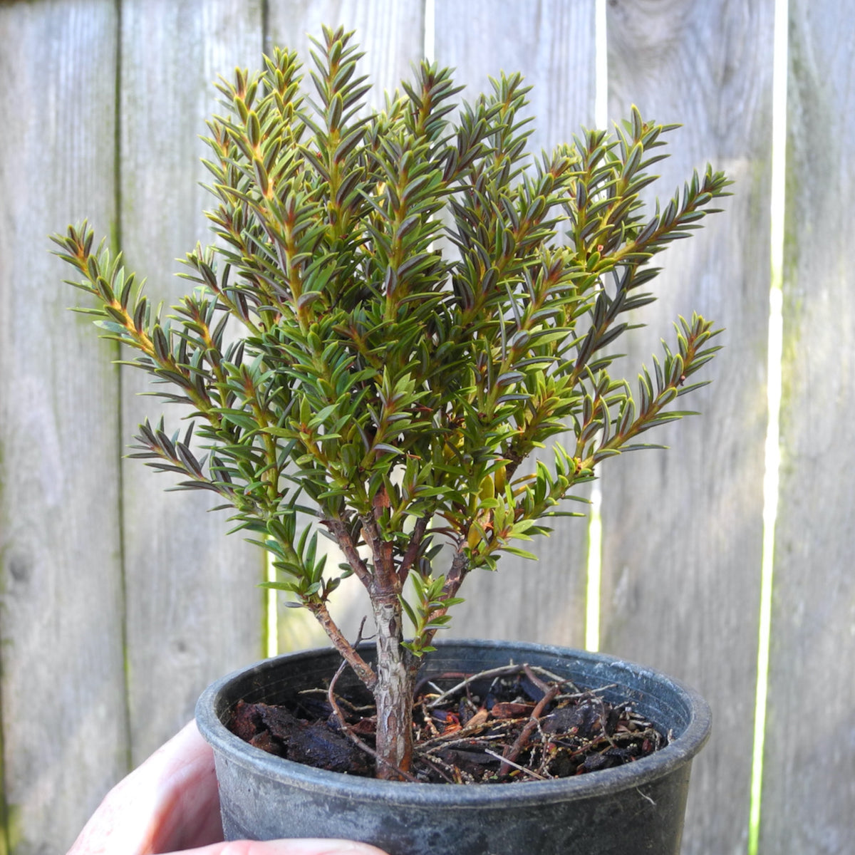 Jalako Red Plum Pine - Podocarpus nivalis 'Jalako Red'