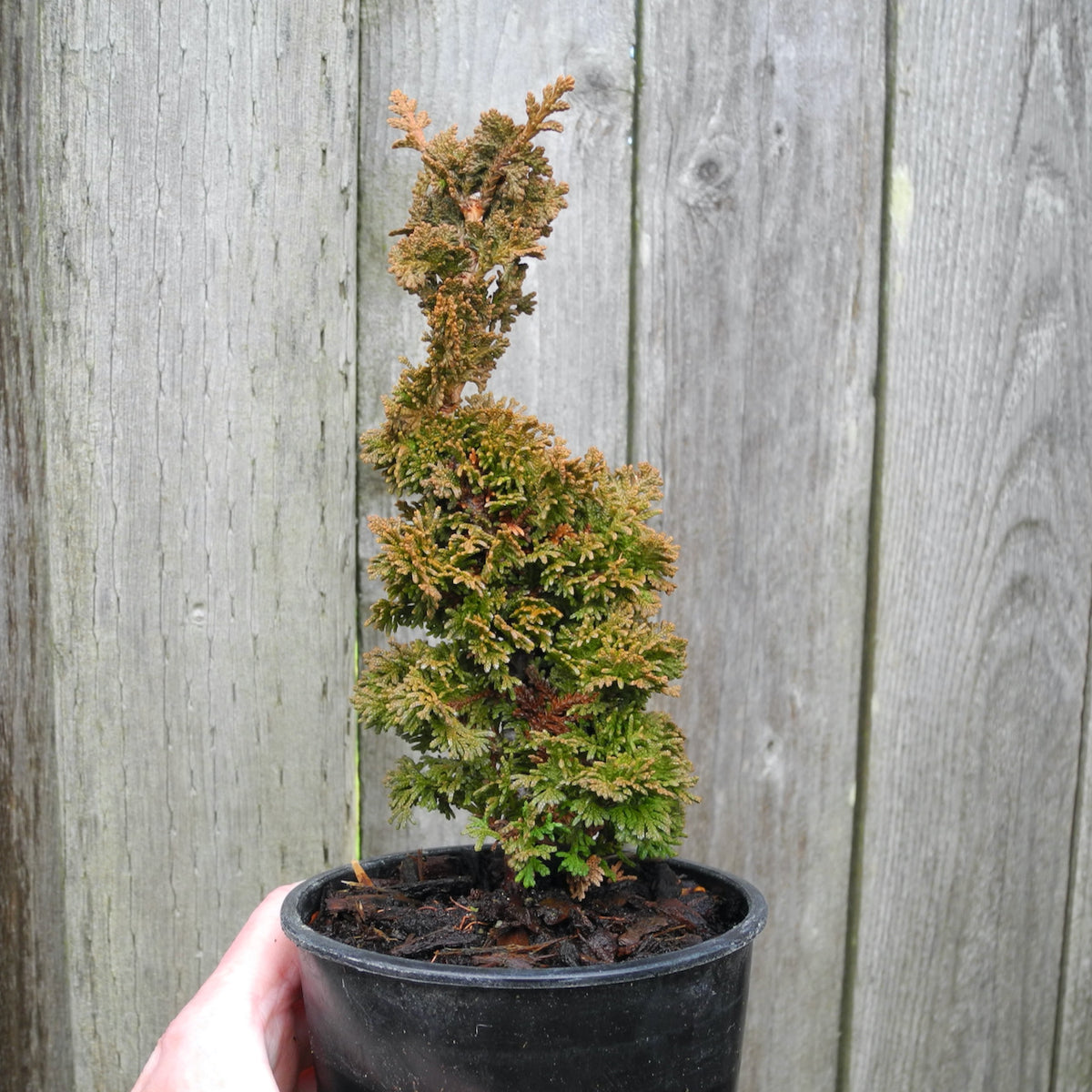 Mini Primo Dwarf Arborvitae — Thuja occidentalis 'Primo'