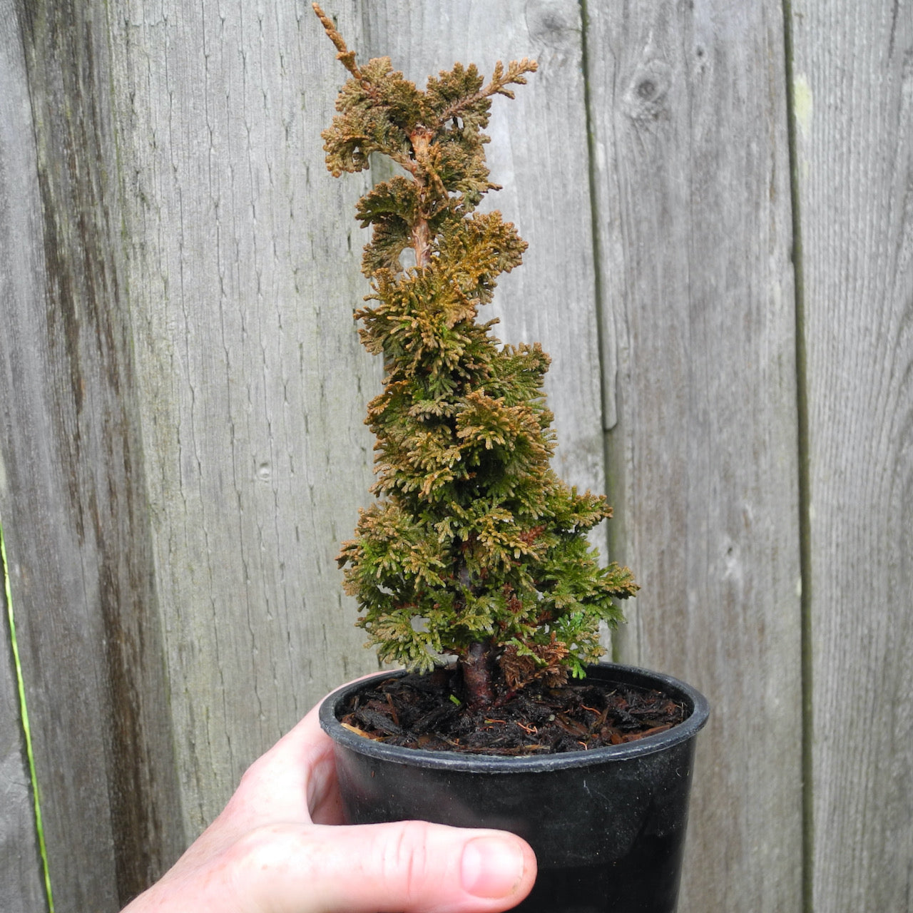 Miniature Garden Primo Dwarf Arborvitae - Thuja occidentalis