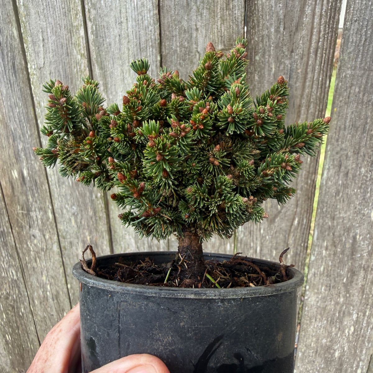 R.E.L. Miniature Norway Spruce - Picea abies 'R.E.L.'
