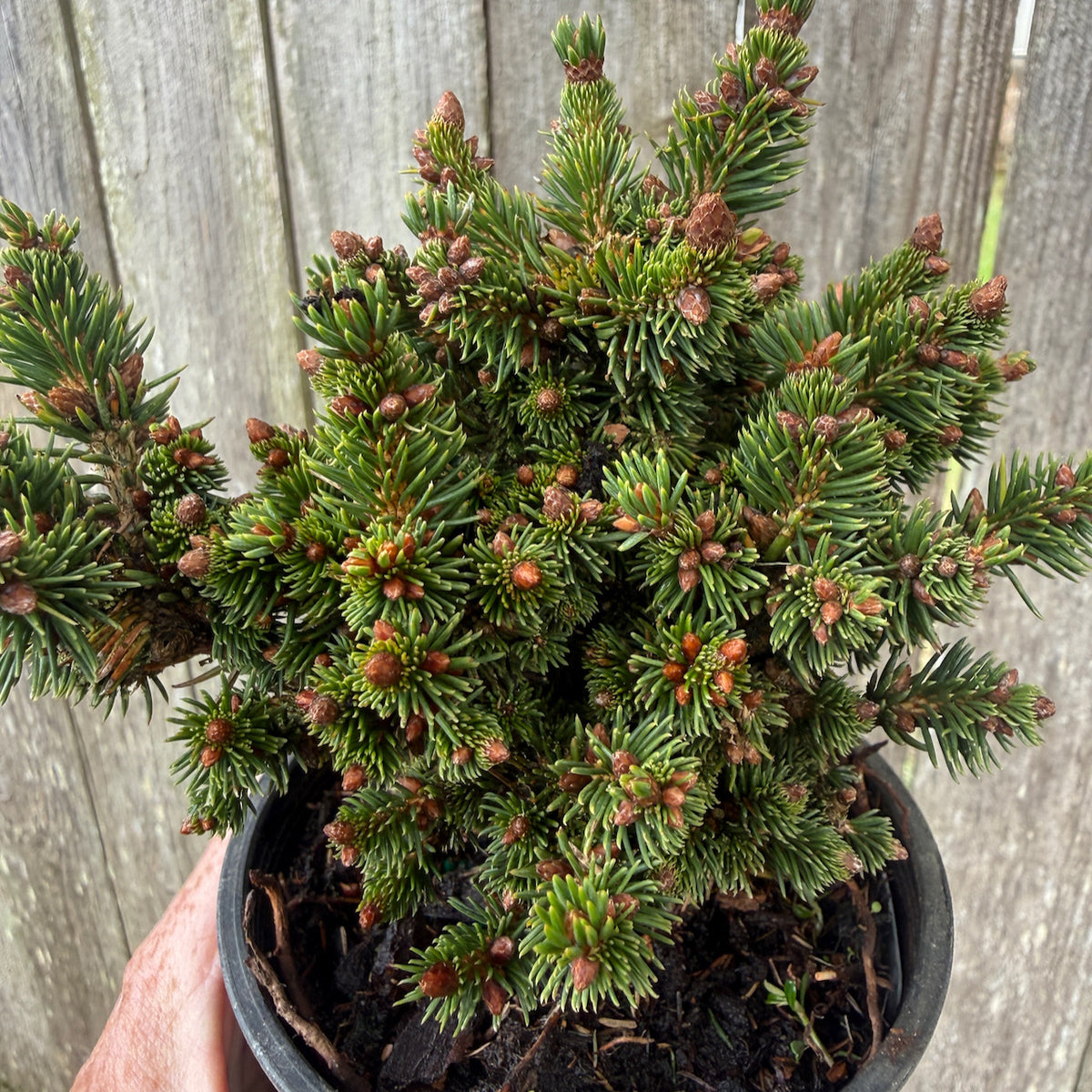 R.E.L. Miniature Norway Spruce - Picea abies 'R.E.L.'