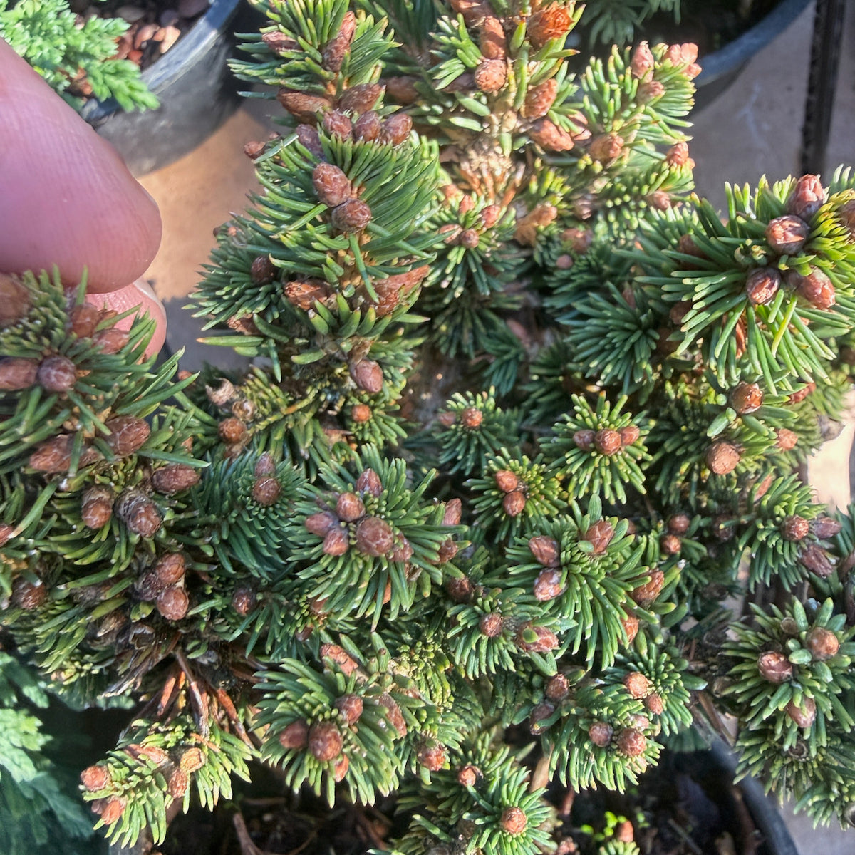 R.E.L. Miniature Norway Spruce - Picea abies 'R.E.L.'