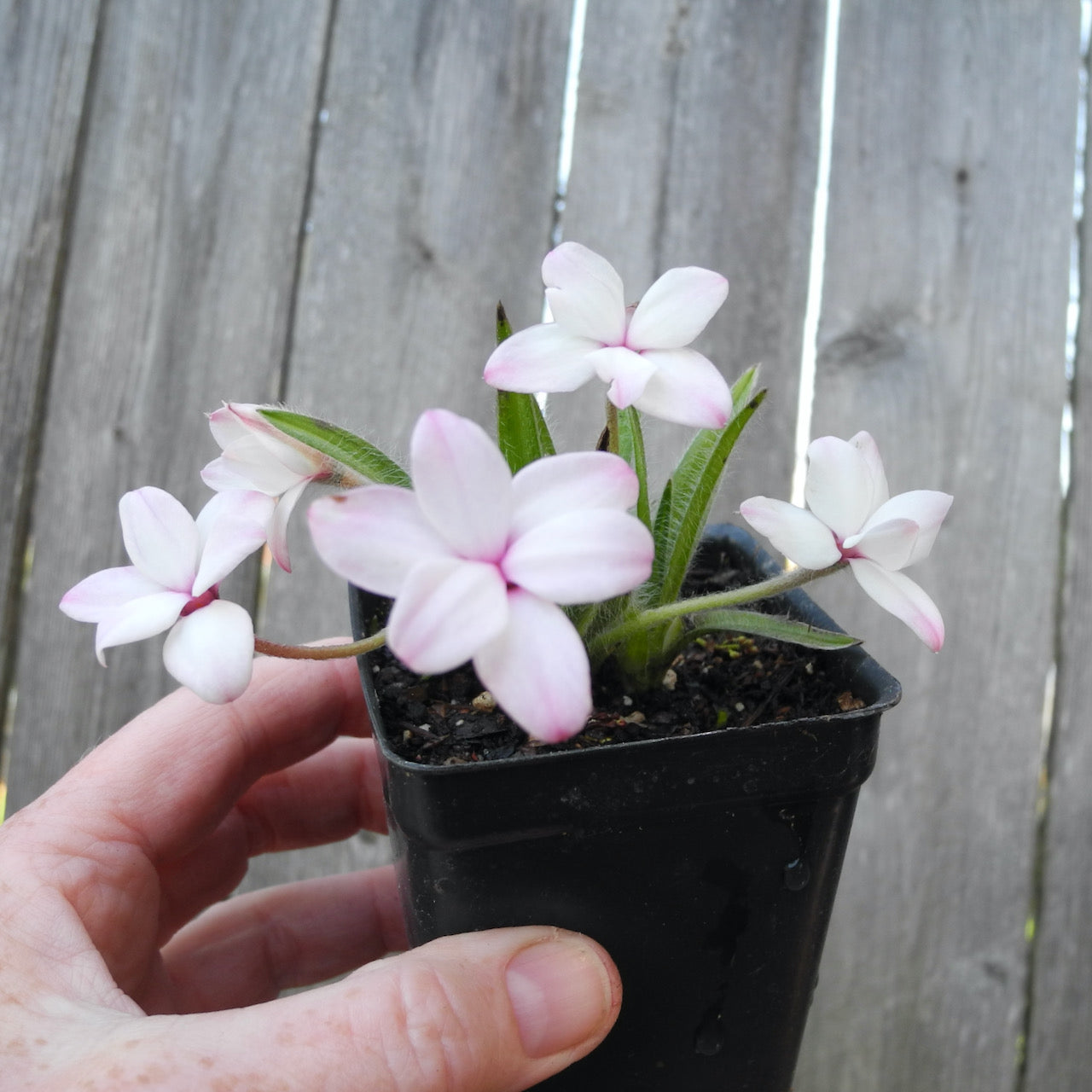 Tetra White Rosy Posy - Rhodohypoxis 'Tetra White'