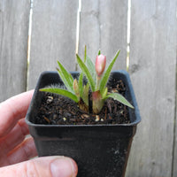 Tetra White Rosy Posy - Rhodohypoxis 'Tetra White'