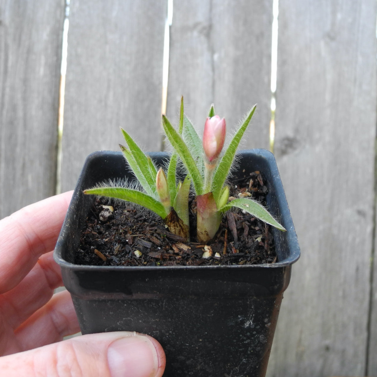 Tetra White Rosy Posy - Rhodohypoxis 'Tetra White'