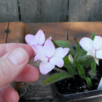 Tetra White Rosy Posy - Rhodohypoxis 'Tetra White'