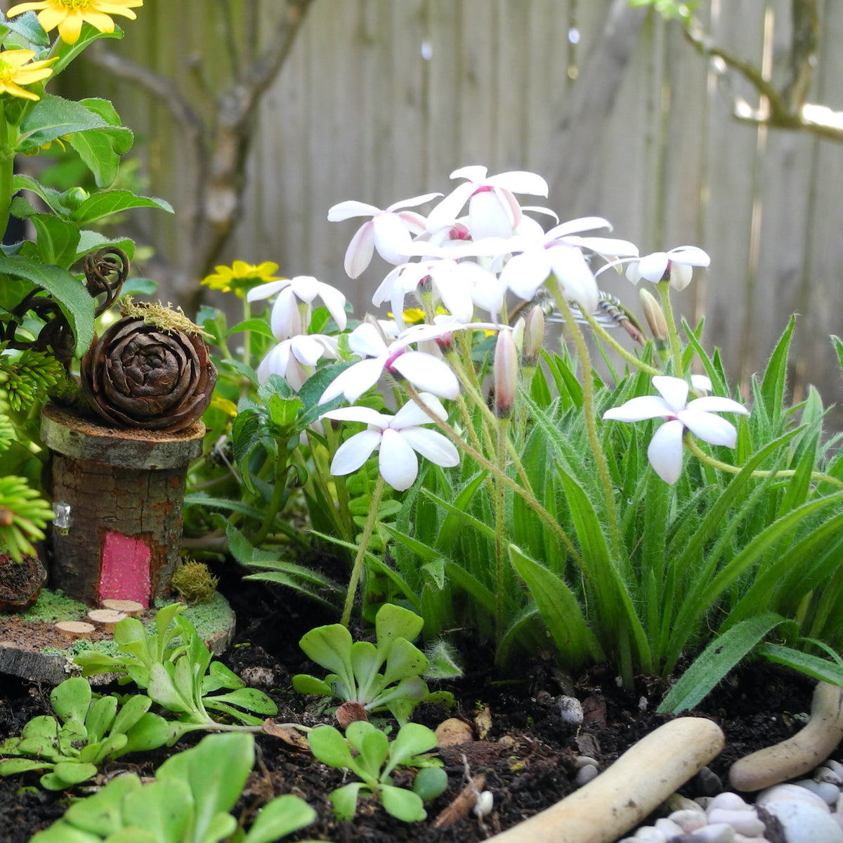 Tetra White Rosy Posy - Rhodohypoxis 'Tetra White'