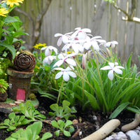 Tetra White Rosy Posy - Rhodohypoxis 'Tetra White'