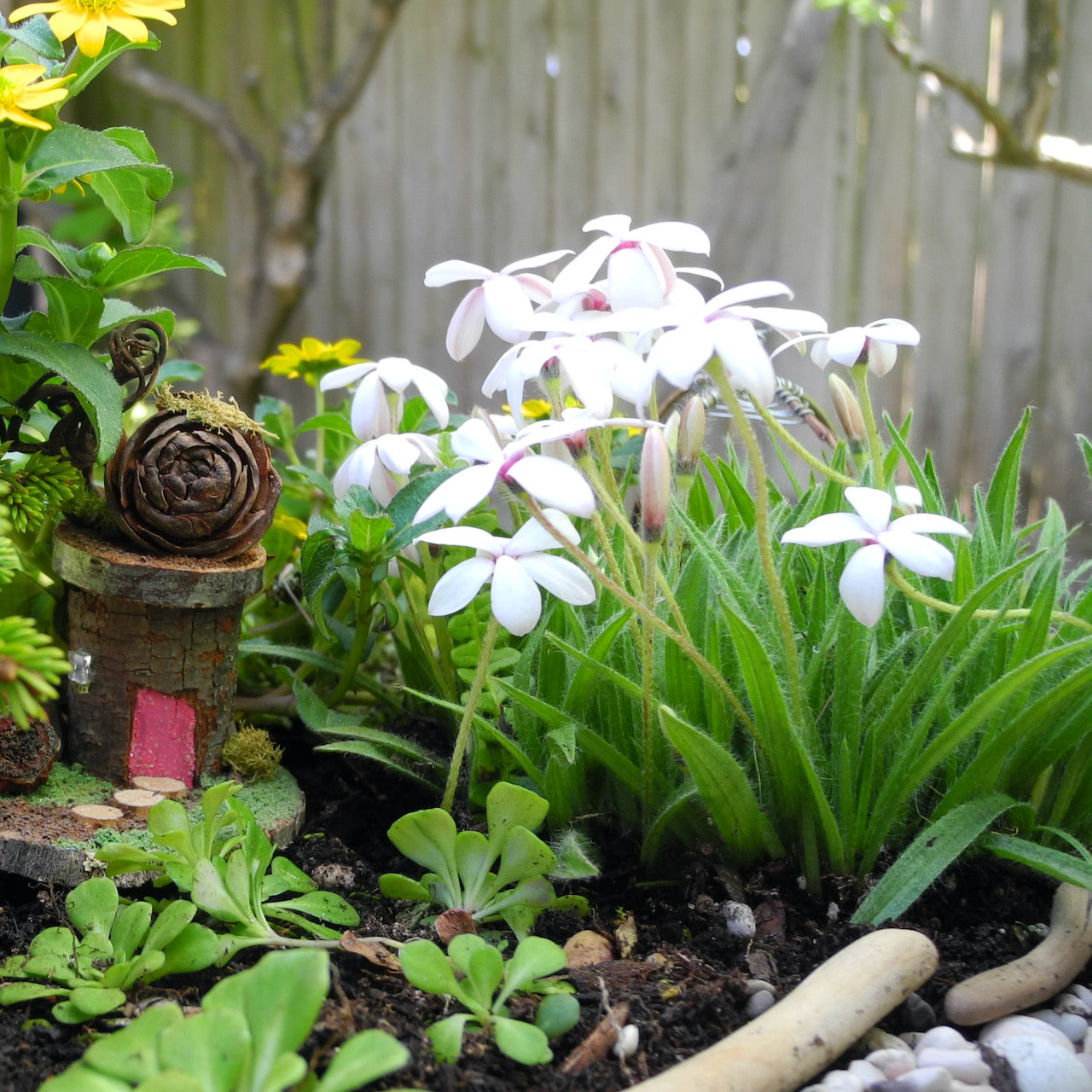 Tetra White Rosy Posy - Rhodohypoxis 'Tetra White'