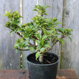 Pre-Bonsai Rock Garden Japanese Holly - Ilex crenata 'Rock Garden'