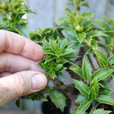 Pre-Bonsai Rock Garden Japanese Holly - Ilex crenata 'Rock Garden'