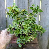 Pre-Bonsai Rock Garden Japanese Holly - Ilex crenata 'Rock Garden'