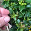Rock Garden Japanese Holly - Ilex crenata 'Rock Garden'