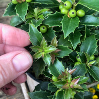 Rock Garden Japanese Holly - Ilex crenata 'Rock Garden'