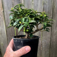 Rock Garden Japanese Holly - Ilex crenata 'Rock Garden'