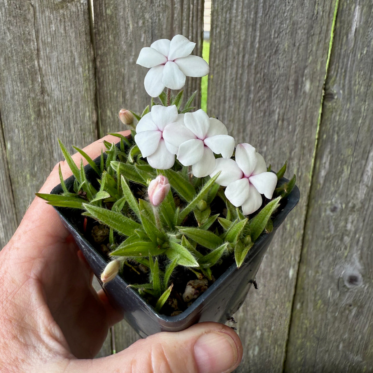Dulce Rosy Posy - Rhodohypoxis baurii 'Dulce'