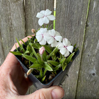 Dulce Rosy Posy - Rhodohypoxis baurii 'Dulce'