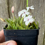 Dulce Rosy Posy - Rhodohypoxis baurii 'Dulce'