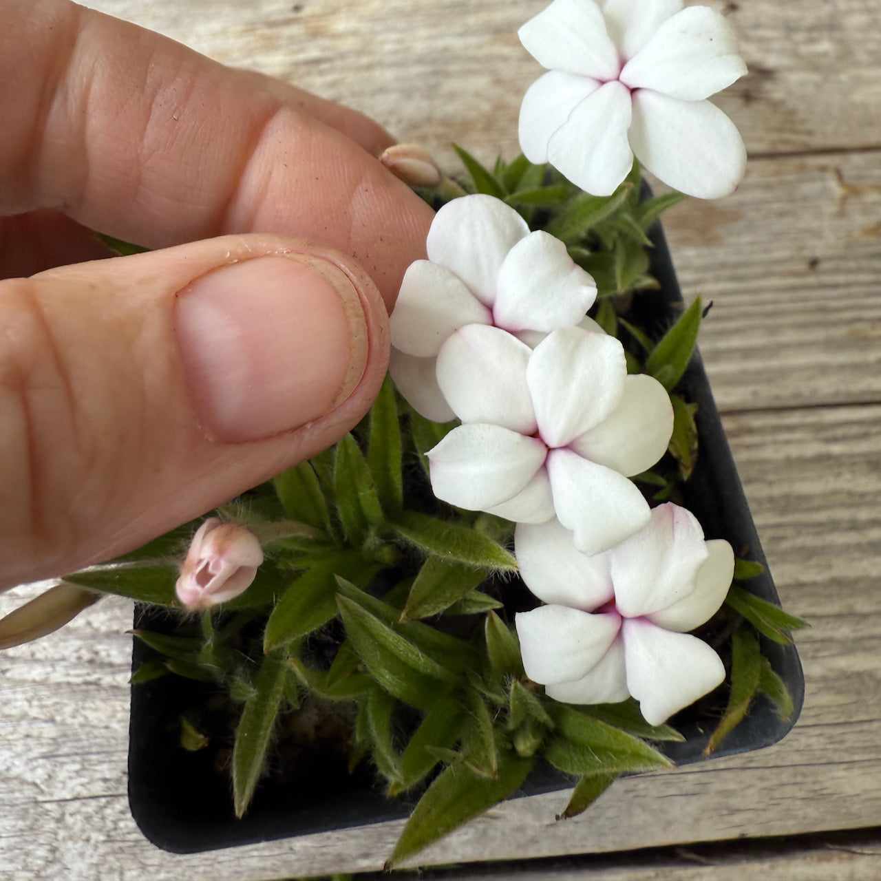 Dulce Rosy Posy - Rhodohypoxis baurii 'Dulce'