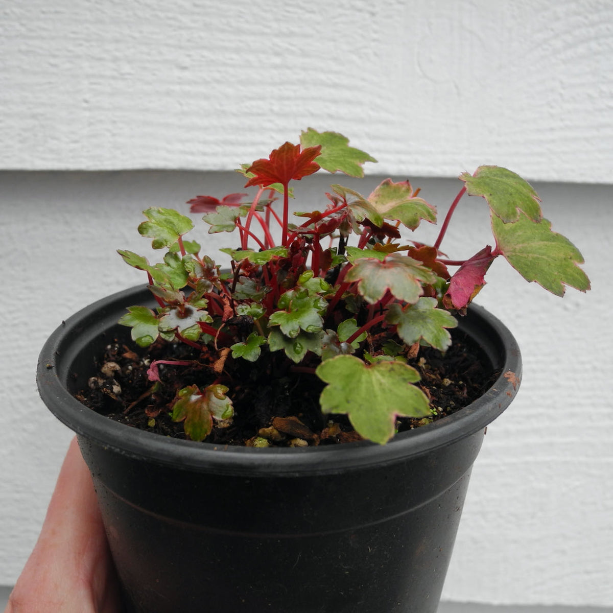 Dancing Pixies Tilda Saxifrage - Saxifraga cortusifolia