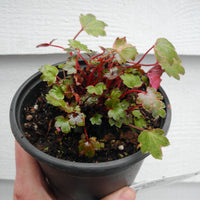 Dancing Pixies Tilda Saxifrage - Saxifraga cortusifolia