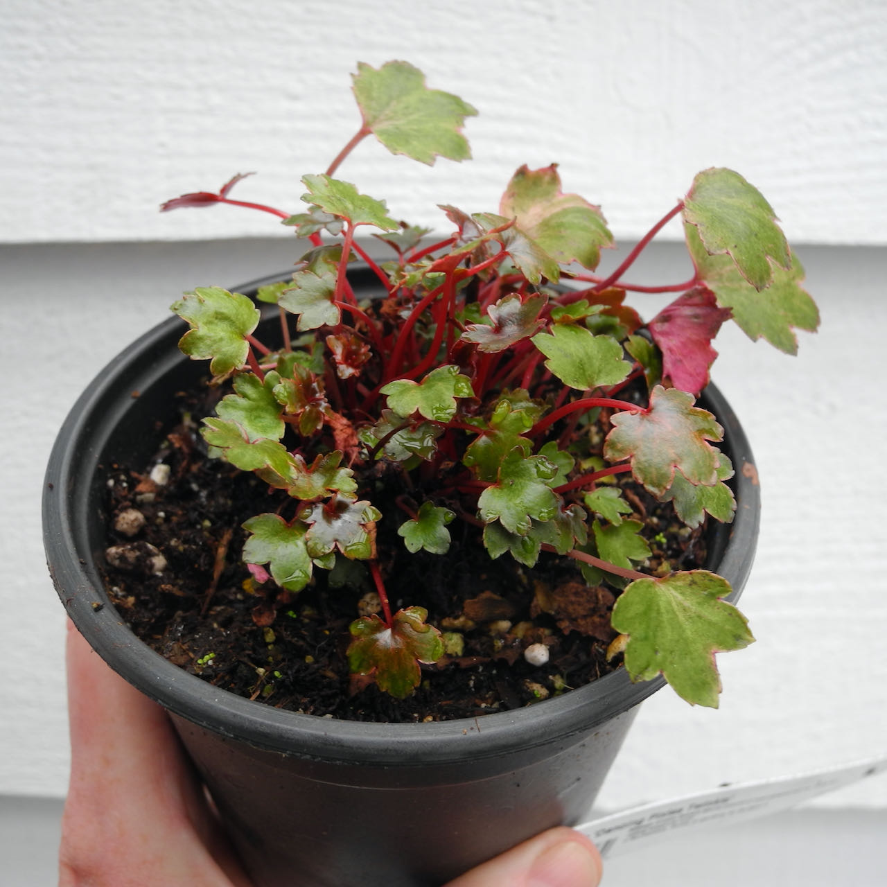 Dancing Pixies Tilda Saxifrage - Saxifraga cortusifolia
