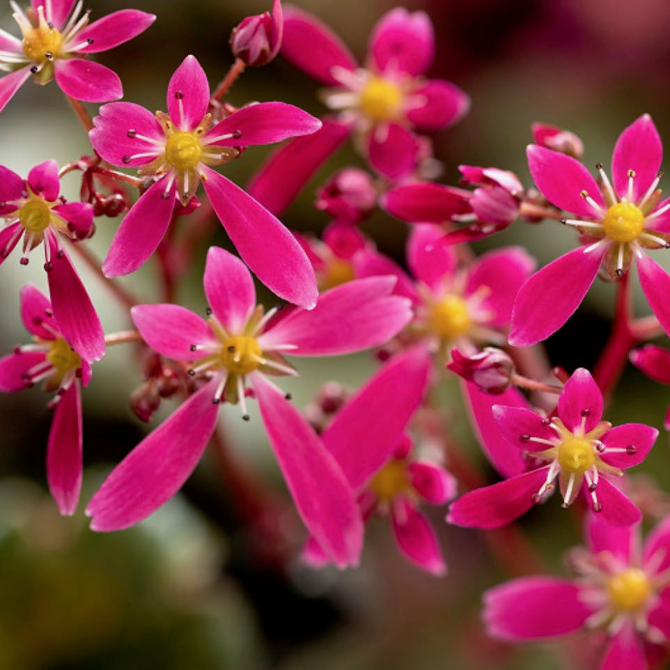 Dancing Pixies Tilda Saxifrage - Saxifraga cortusifolia