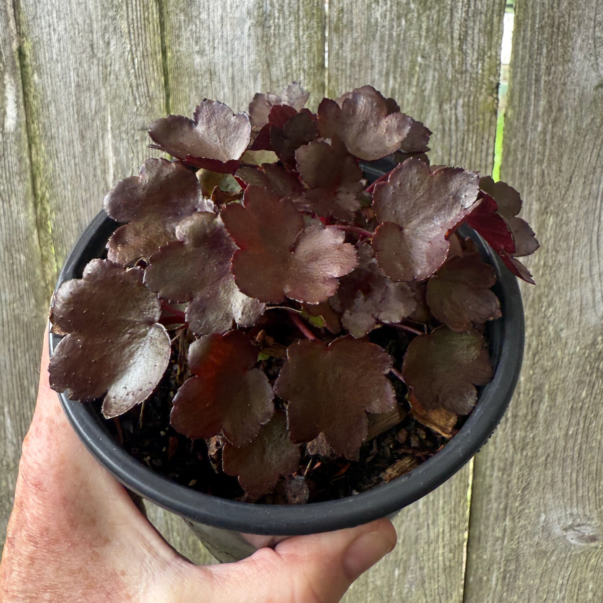 Dancing Pixies Toni Saxifrage - Saxifraga cortusifolia