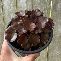 Dancing Pixies Toni Saxifrage - Saxifraga cortusifolia