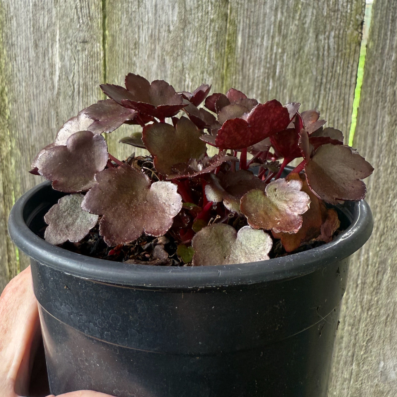 Dancing Pixies Toni Saxifrage - Saxifraga cortusifolia