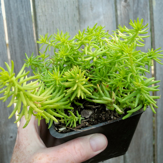 Angelina Sedum - Sedum rupestre  'Angelina'
