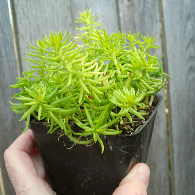 Angelina Sedum - Sedum rupestre  'Angelina'
