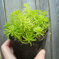 Angelina Sedum - Sedum rupestre  'Angelina'