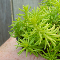 Angelina Sedum - Sedum rupestre  'Angelina'