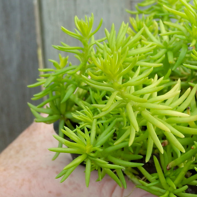 Angelina Sedum - Sedum rupestre  'Angelina'