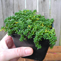 Baby Tears Stonecrop Sedum