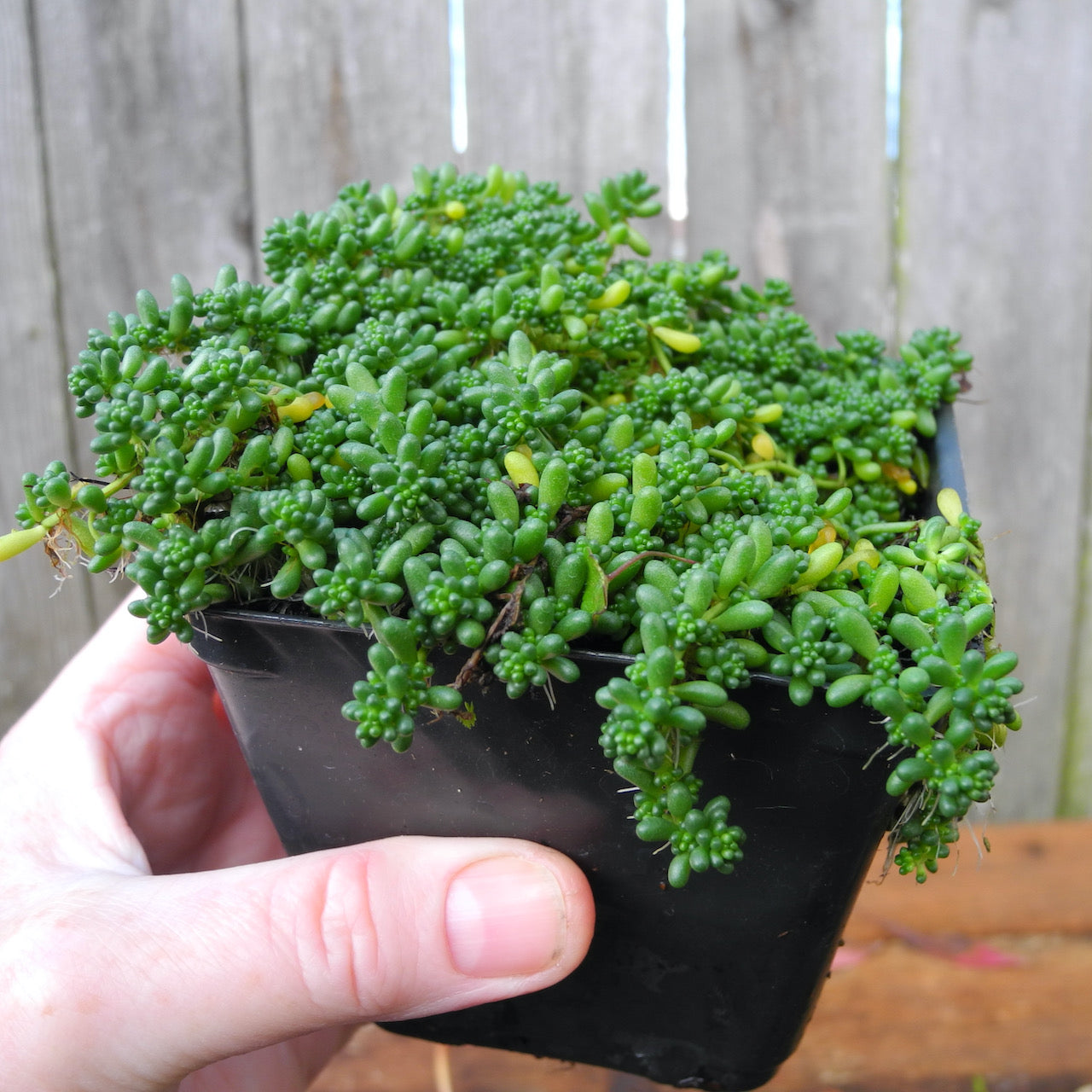 Baby Tears Stonecrop Sedum