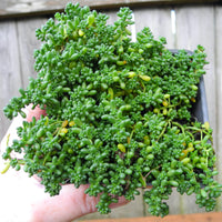 Baby Tears Stonecrop Sedum