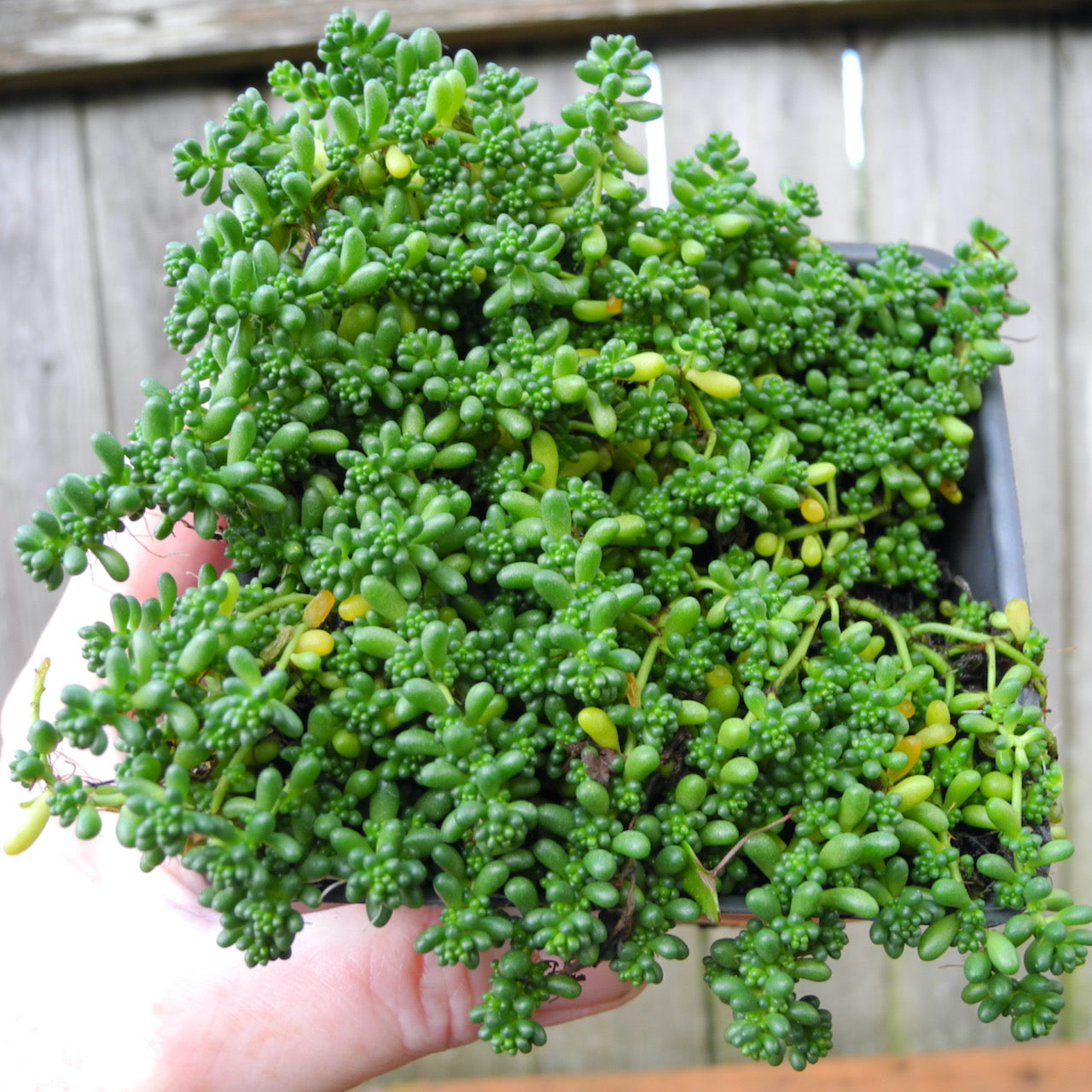 Baby Tears Stonecrop Sedum