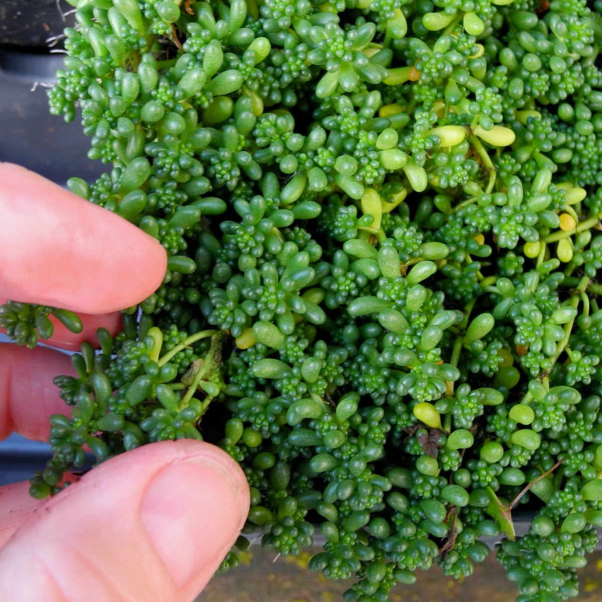 Baby Tears Stonecrop Sedum