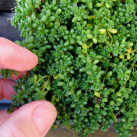 Baby Tears Stonecrop Sedum