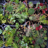 Mini Garden Succulent Collection
