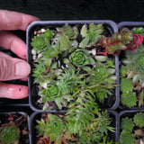Mini Garden Succulent Collection