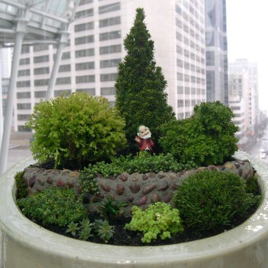 Jean's Dilly Dwarf Spruce - Picea glauca 'Jean's Dilly'