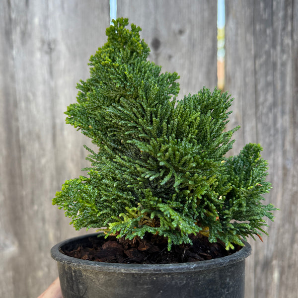 Thoweil Hinoki Cypress - Chamaecyparis obtusa ‘Thoweil’